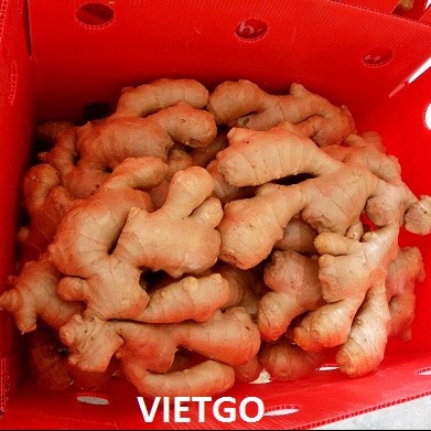 Cơ hội xuất khẩu 1 container gừng tươi mỗi tuần sang vương quốc Anh