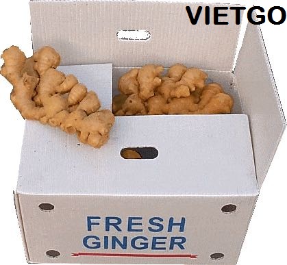 Cơ hội xuất khẩu 1 container 20ft gừng sang Saudi Arabia