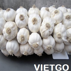 Cơ hội xuất khẩu 1 container 20ft tỏi trắng sang Bulgaria
