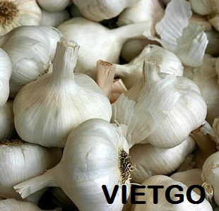 Cơ hội xuất khẩu 20 tấn tỏi trắng sang Nga