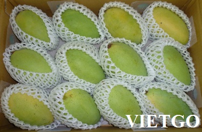 Cơ hội xuất khẩu 1 container 40ft xoài sang Hongkong