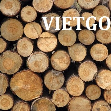Cơ hội xuất khẩu 30m3 gỗ keo, thông hoặc bạch đàn tròn sang Dubai