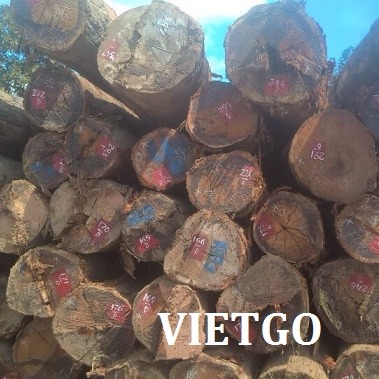 Cơ hội xuất khẩu 2000m3 gỗ dầu tròn sang Ấn Độ