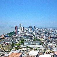 Thương nhân Ecuador cần mua 2400 đôi găng tay