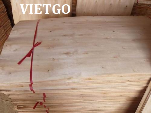 Cơ hội xuất khẩu 3 container 40ft ván bóc lõi bạch đàn sang Ấn Độ