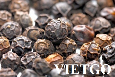 Cơ hội xuất khẩu 1 container 20ft tiêu đen 500G/L sang Pakistan