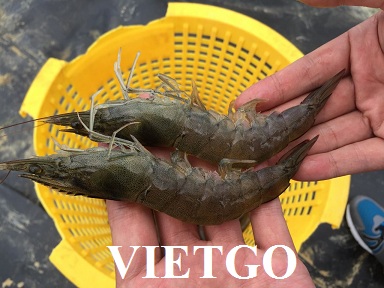 Cơ hội xuất khẩu 1 container 20ft tôm Vannamei sang Hong Kong