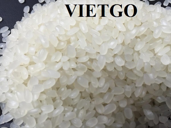 Cơ hội xuất khẩu 500 tấn gạo mỗi tháng sang Lybia
