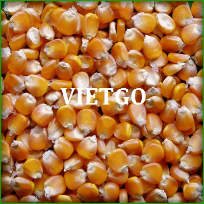 Cơ hội xuất khẩu 5.000 tấn ngô sang Ai Cập