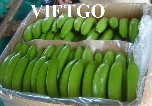 Công ty từ Iraq cần tìm nhà cung  cấp 200 tấn chuối xanh Cavendish mỗi tuần