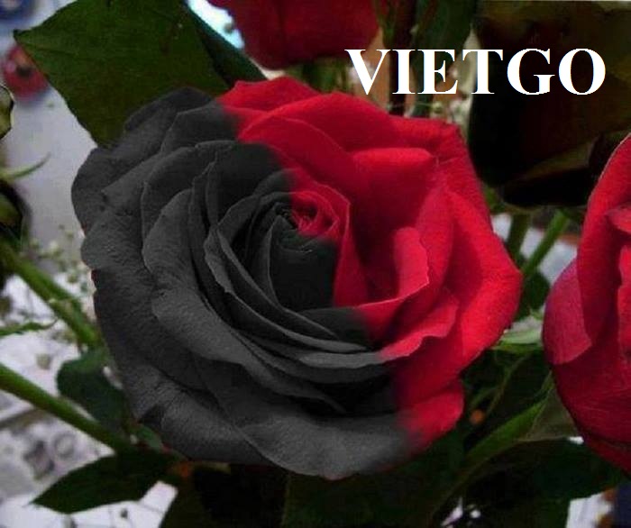 [GẤP] Cơ hội cho các doanh nghiệp Việt Nam xuất khẩu tre ép sang Thổ Nhĩ Kỳ