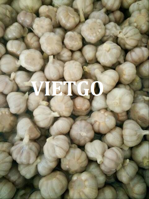 Cơ hội xuất khẩu tỏi từ thương nhân trẻ người Hàn Quốc
