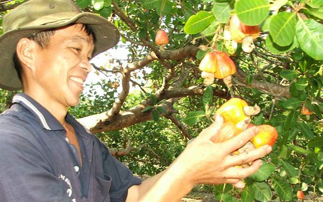 Cơ hội xuất khẩu 40 tấn hạt điều thô sang Ả Rập Saudi