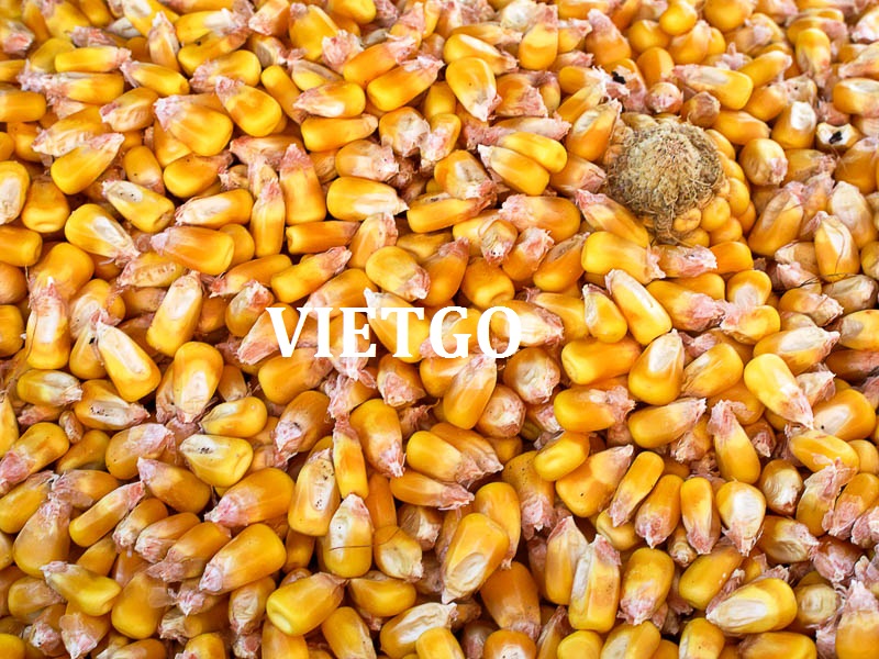 Cơ hội xuất khẩu 500 tấn ngô từ thương nhân người Hàn Quốc