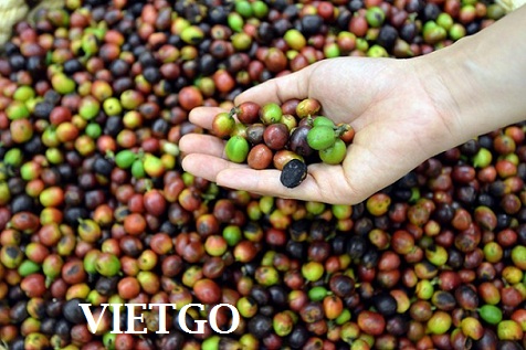 Cơ hội xuất khẩu 1 container 20ft hạt cà phê xanh Robusta và Arabica