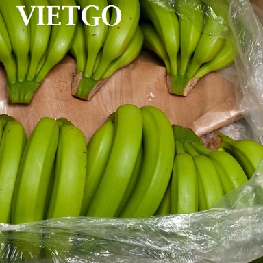 Cơ hội xuất khẩu 1 container 40ft chuối sang Nga