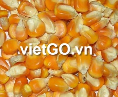 Cơ hội xuất khẩu 20.000 tấn ngô sang Ba Lan