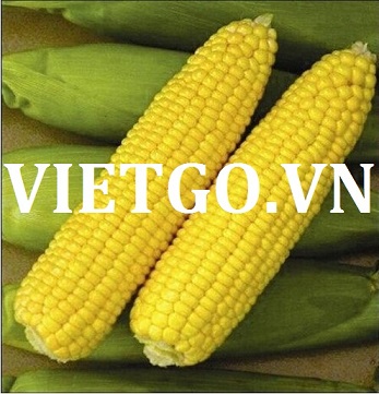 Thương nhân người Brazil cần tìm nguồn cung cấp cho 12.500 tấn ngô