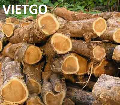 Thương nhân người Ấn Độ đang cần mua gỗ teak tròn