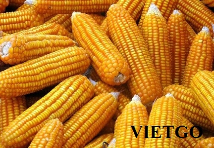 Thương nhân người Mỹ cần tìm nguồn cung cho 30.000 tấn ngô hạt