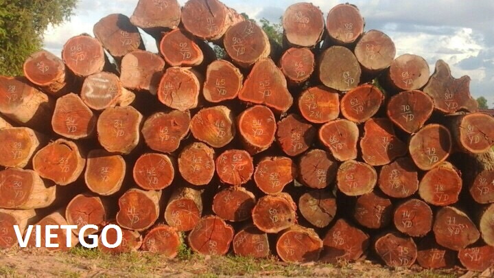 Thương nhân người Trung Quốc đang cần mua 1 container 20ft gỗ căm xe tròn xuất sang Ấn Độ