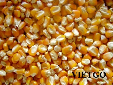 Đối tác đến từ Bangladesh gửi đơn hỏi hàng 100 tấn ngô làm thức ăn chăn nuôi