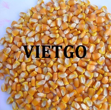 Khách hàng Afghanistan cần nhập khẩu 3.000 tấn ngô làm thức ăn chăn nuôi
