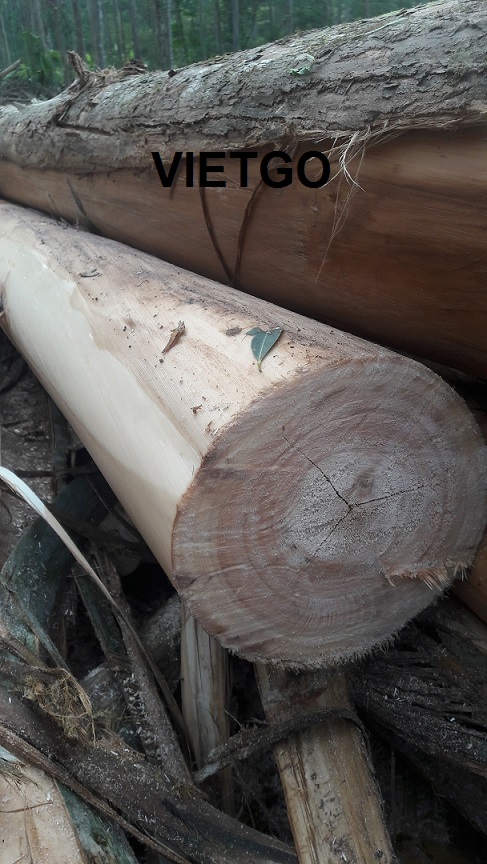 Cơ hội xuất khẩu 2000 – 5000m3 gỗ bạch đàn tròn mỗi tháng sang Trung Quốc