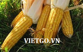 Đại diện công ty kinh doanh thương mại cần nhập khẩu 200 tấn ngô