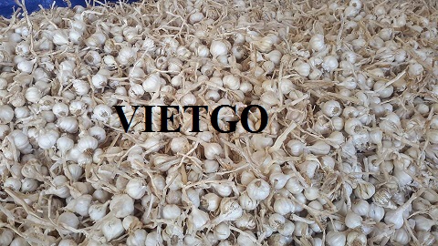 Đơn hàng 24 tấn tỏi trắng xuất sang thị trường Dubai