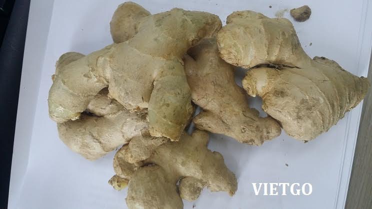 Cơ hội xuất khẩu 14 tấn gừng tươi sang thị trường Pakistan