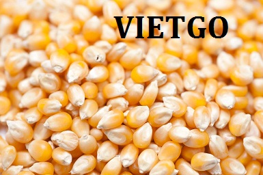 Cơ hội xuất khẩu 800 tấn ngô hạt thức ăn chăn nuôi mỗi tháng sang Ghana