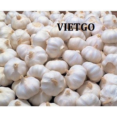 Cơ hội xuất khẩu 1 cont 20ft tỏi sang thị trường Qatar