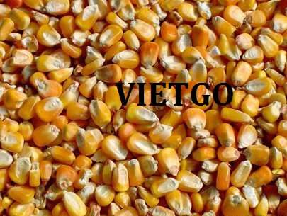 Cơ hội xuất khẩu 250 tấn ngô hạt thức ăn chăn nuôi mỗi tháng sang thị trường Philippines