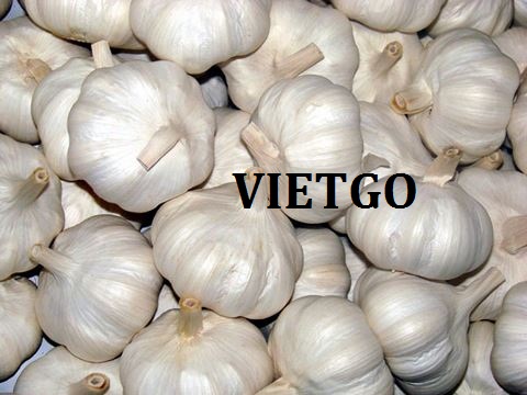 Cơ hội xuất khẩu 1 cont 20ft tỏi sang thị trường Senegal