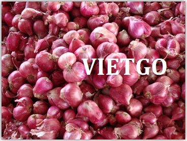 Cơ hội xuất khẩu 1 cont 20ft hành củ sang thị trường Senegal