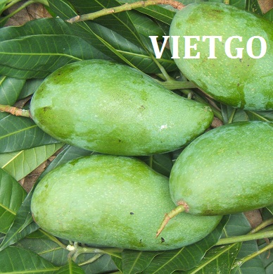 Cơ hội xuất khẩu 360 tấn xoài mỗi tuần sang thị trường Qatar
