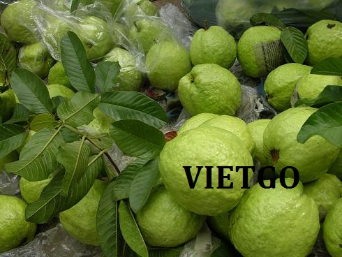Cơ hội xuất khẩu 360 tấn quả ổi tươi mỗi tuần sang thị trường Qatar