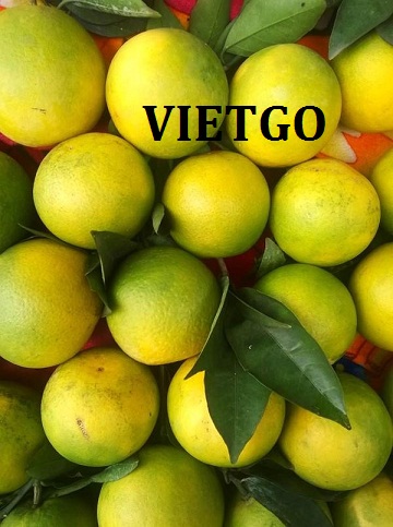 Cơ hội xuất khẩu 360 tấn cam tươi mỗi tuần sang thị trường Qatar
