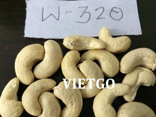 Cơ hội xuất khẩu 1 cont 20ft hạt điều nhân W320 sang thị trường Anh Quốc