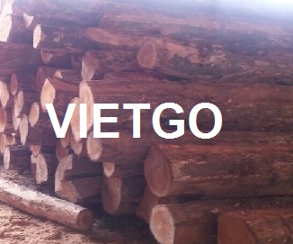 Cơ hội xuất khẩu 1 container 40ft gỗ teak tròn sang Mỹ