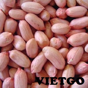 Cơ hội xuất khẩu 100 tấn lạc nhân mỗi tháng sang Ấn Độ