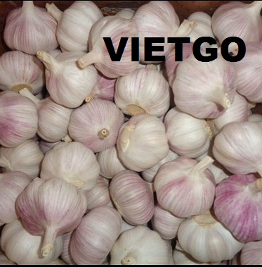 Cơ hội xuất khẩu tỏi với số lượng lớn đến từ vị khách người Mỹ