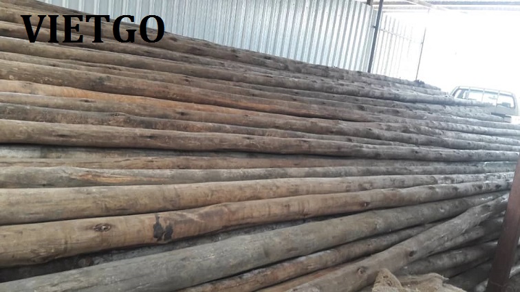 (GẤP) Khách hàng người Bangladesh đang cần nhập khẩu thử 1 container 20ft GỖ BẠCH ĐÀN TRÒN từ Việt Nam