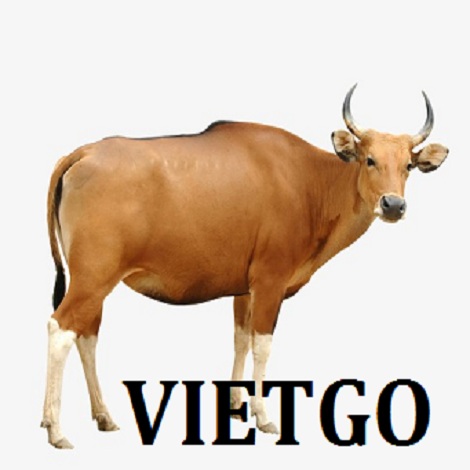Cơ hội xuất khẩu bò sang thị trường Lào