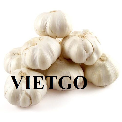 Cơ hội xuất khẩu tỏi sang thị trường Pakistan, Dubai