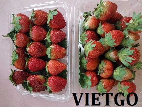 Cơ hội xuất khẩu dâu tây sang thị trường Nga qua đường hàng không