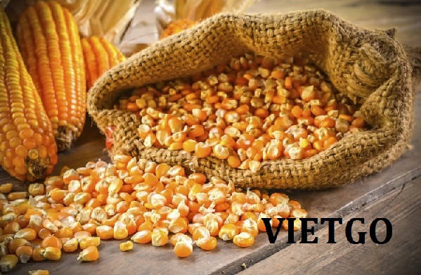 Cơ hội xuất khẩu ngô vàng sang thị trường Ấn Độ