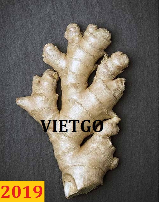 Đơn hàng cả năm: Cơ hội xuất khẩu gừng đến một khách hàng thân thiết của VIETGO
