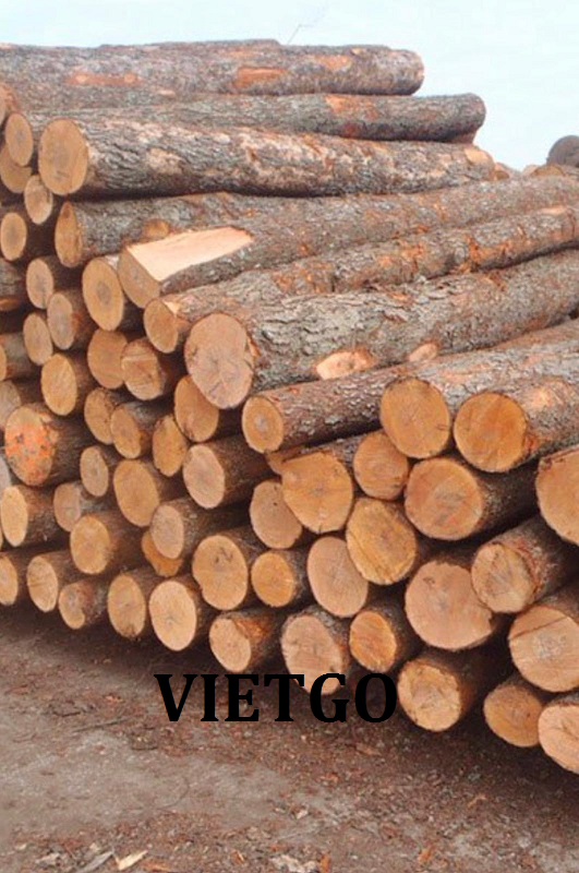 Cơ hội xuất khẩu Gỗ thông tròn đến từ vị khách người Mỹ